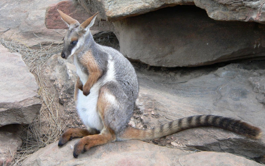 Rencontre avec les kangourous et les koalas