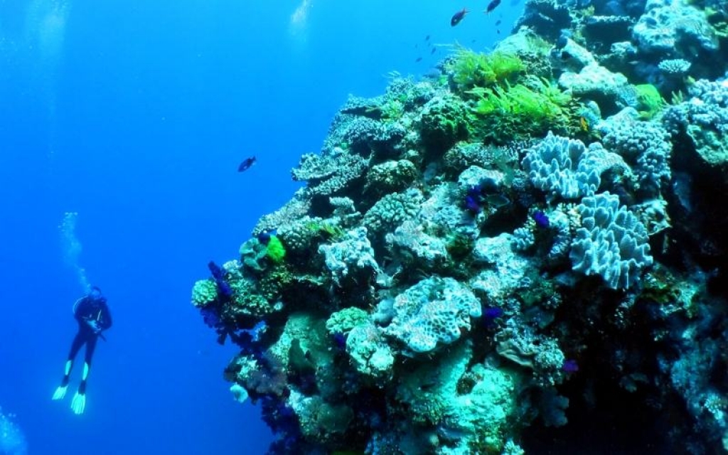 Croisière sur la Grande Barrière de Corail