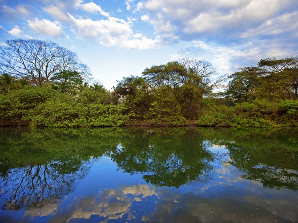 Faune et flore de l’Amazonie