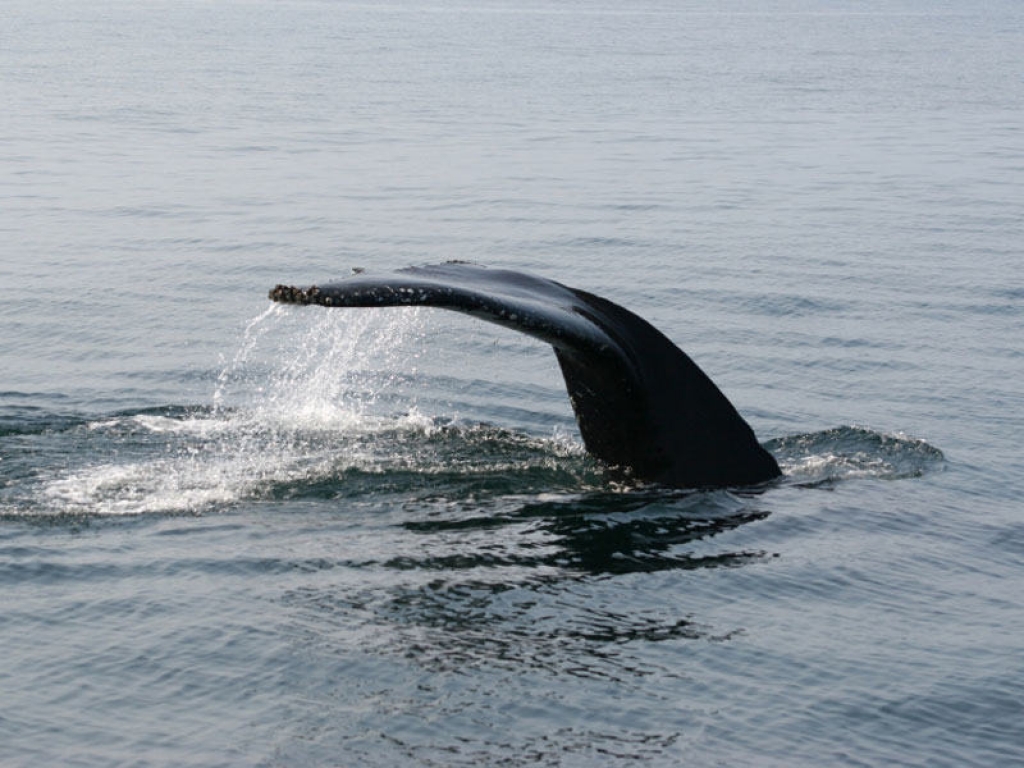 Le chant des baleines
