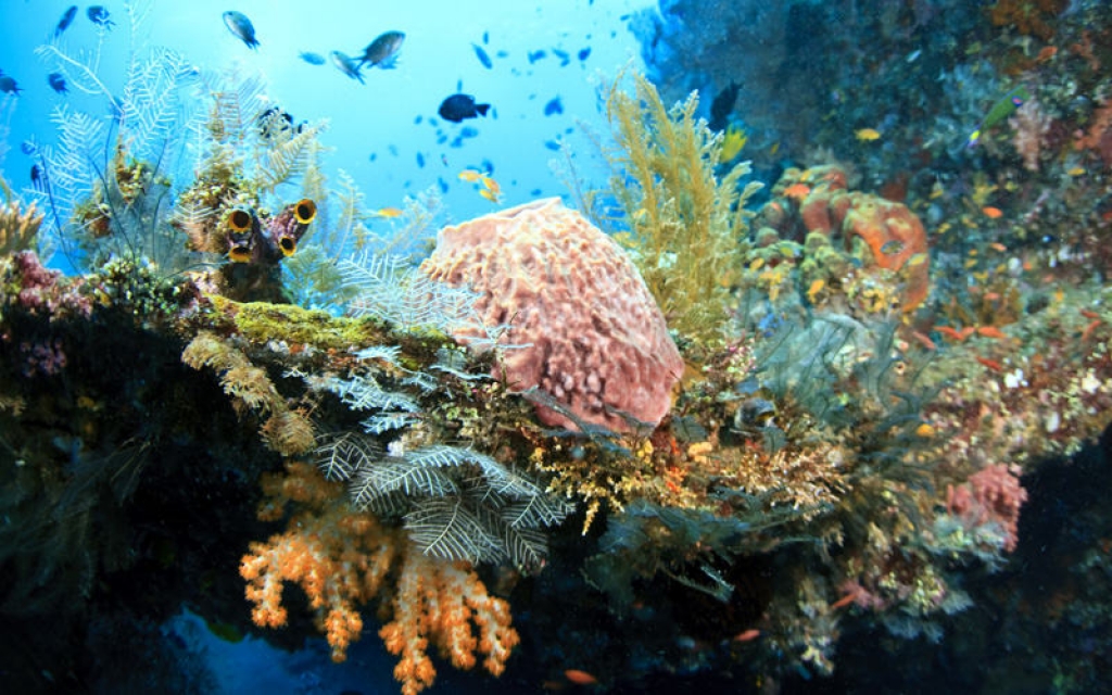 Croisière vers l’île de Lembongan