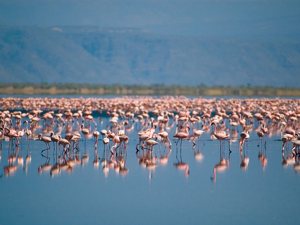 Le spectacle des flamants roses