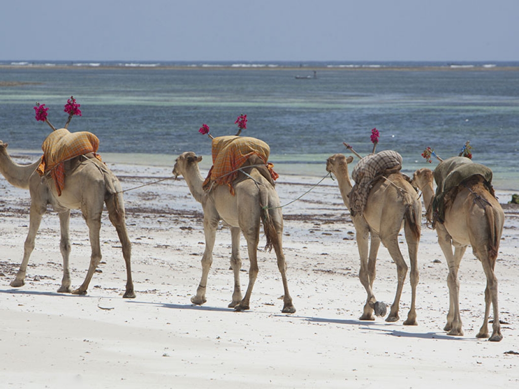 Fonds marins et escale sur Wasini