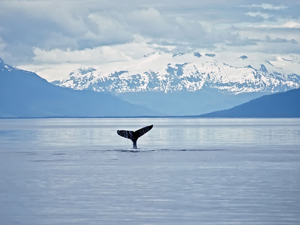 Tadoussac, le chant des baleines
