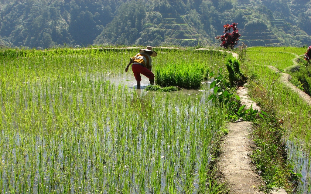 Rizières de Banaue