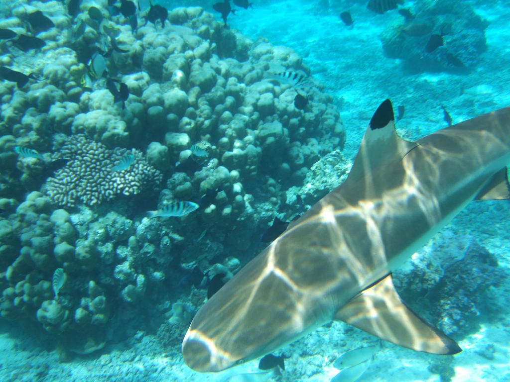Naturellement Moorea