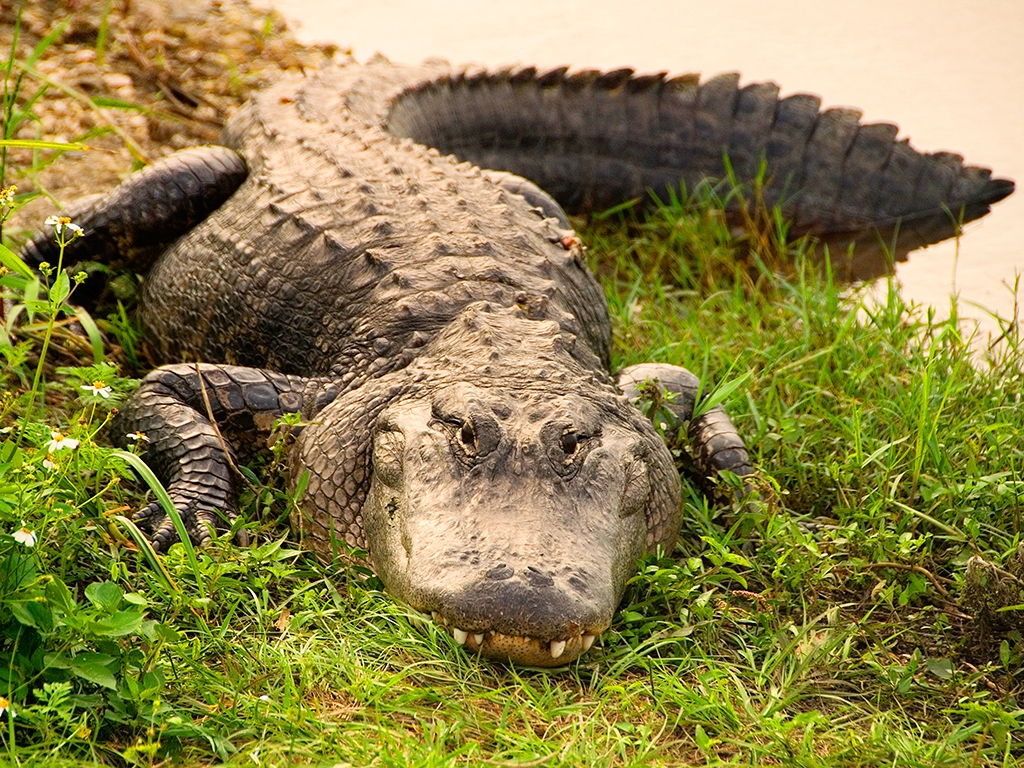 Everglades et Naples Naples
