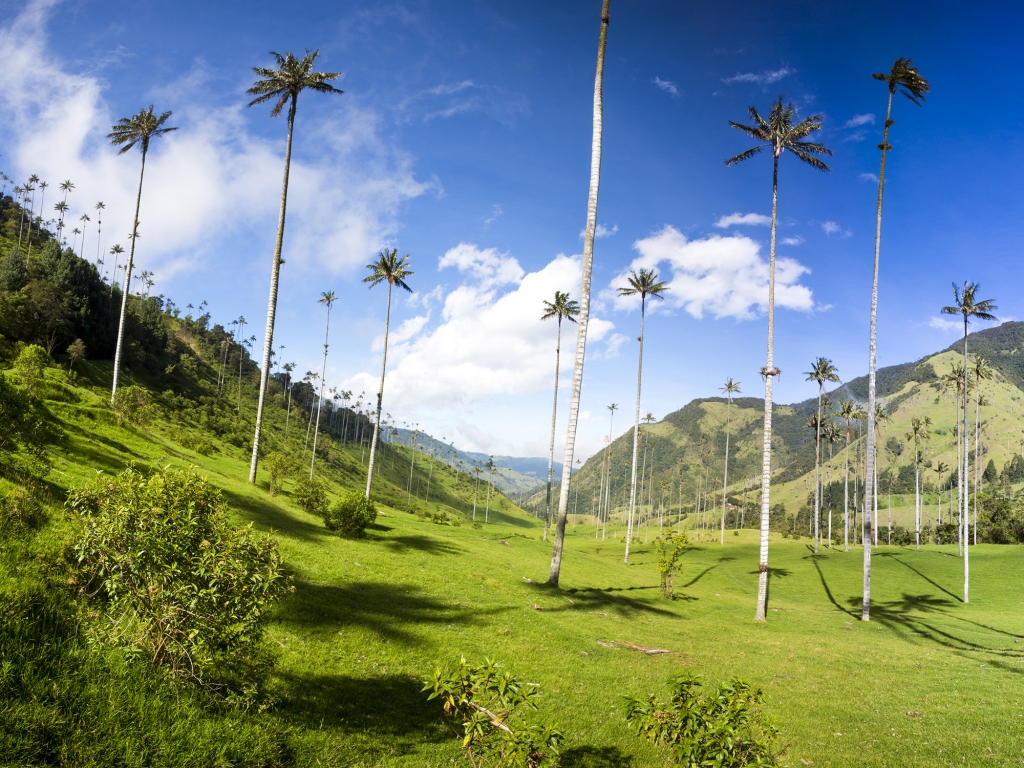 La Vallée de Cocora