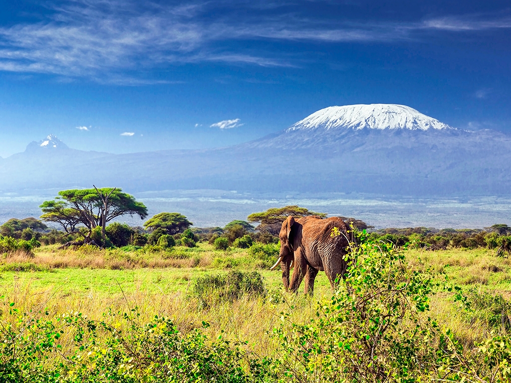 Amboseli, ou les troupeaux paissant devant le Kilimandjaro