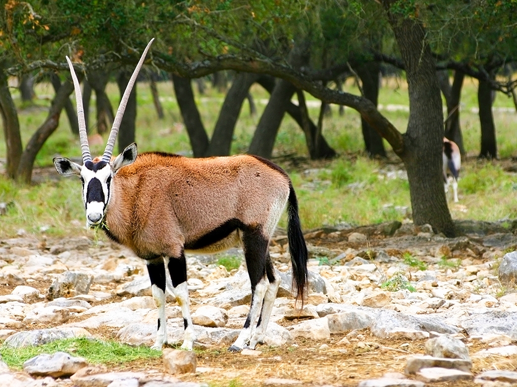 Arrivée en Tanzanie, safari en terre Masaï