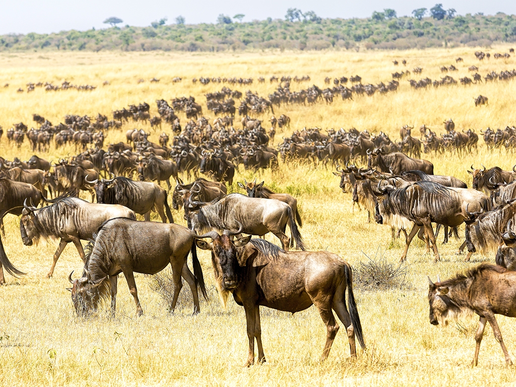 Poursuite de votre découverte du Masai Mara