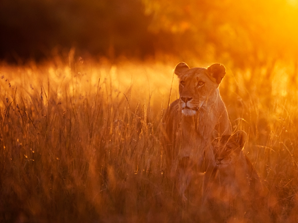 Poursuite de votre découverte du Masai Mara