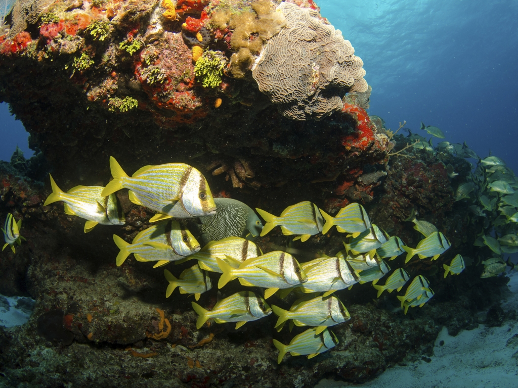 Fonds marins dans une mer translucide