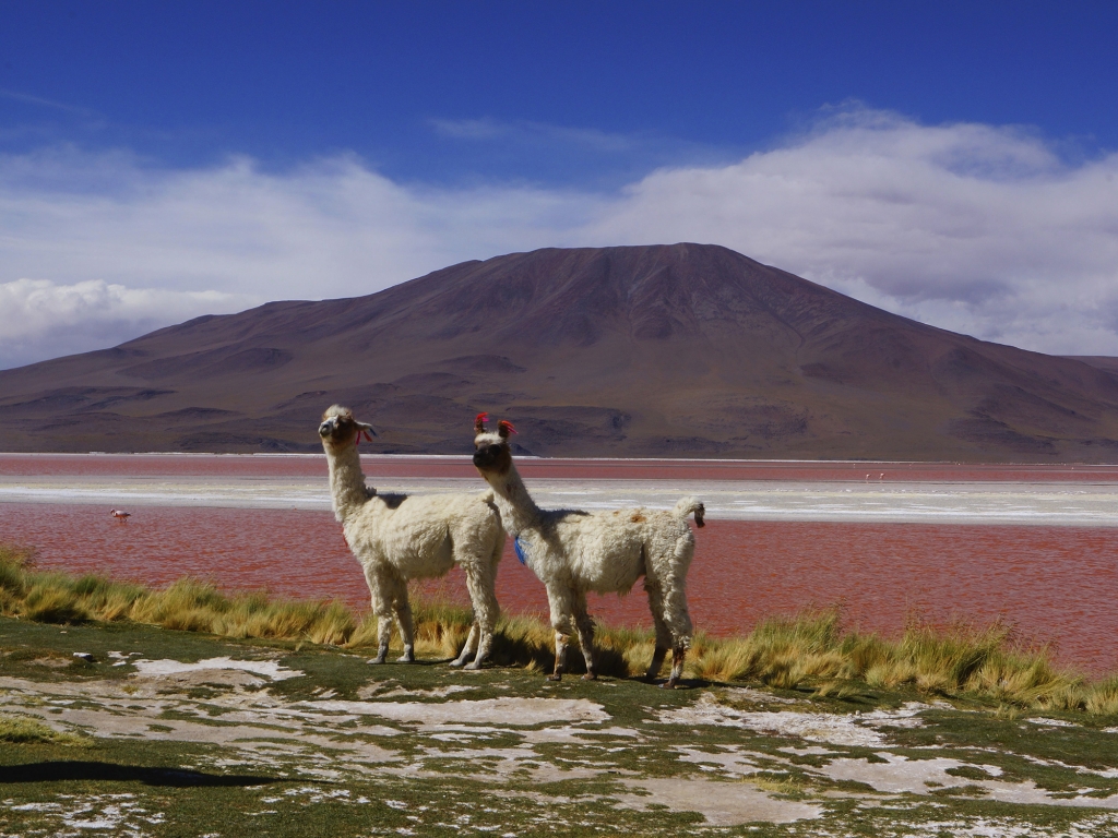 Marché aux sorcières et salar d’Uyuni
