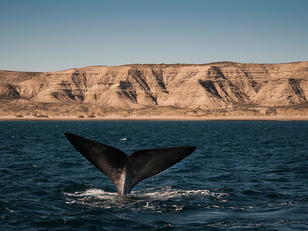 Galets noirs de Bahia Bustamante
