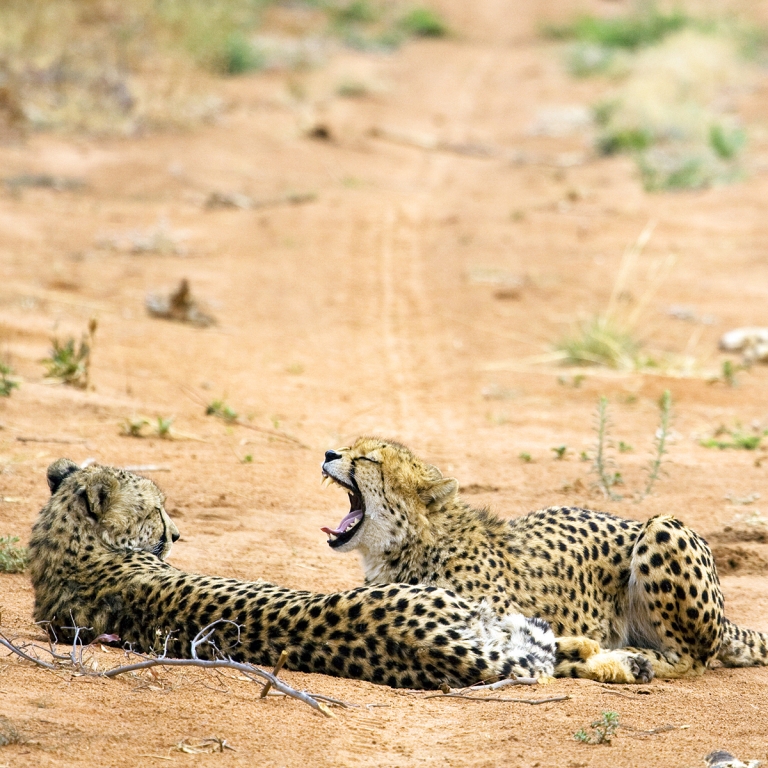Paysages lunaires d’Etosha (300 km)