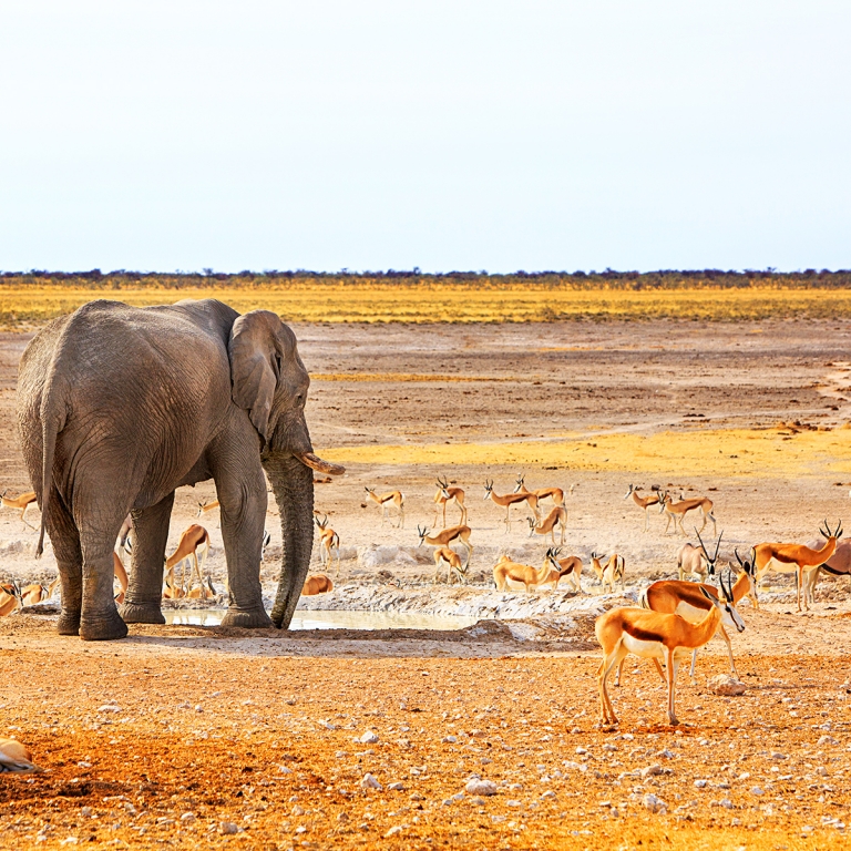 Journée entière de safari