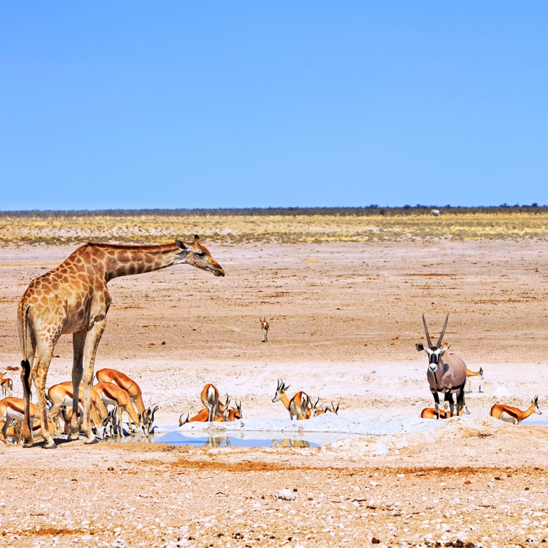Journée entière de safari (70km)