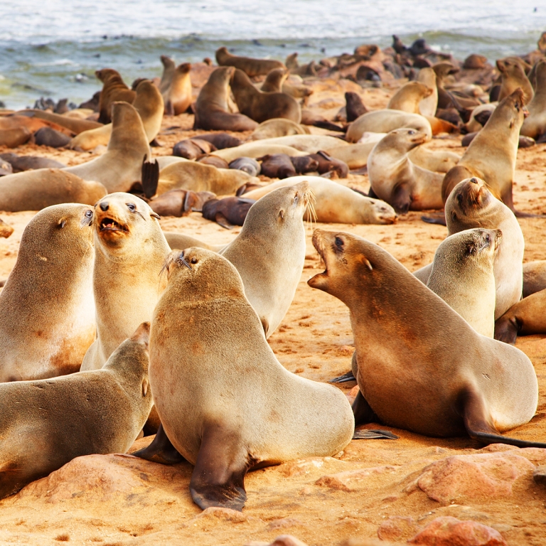 Les otaries de la Côte des Squelettes (415 km)