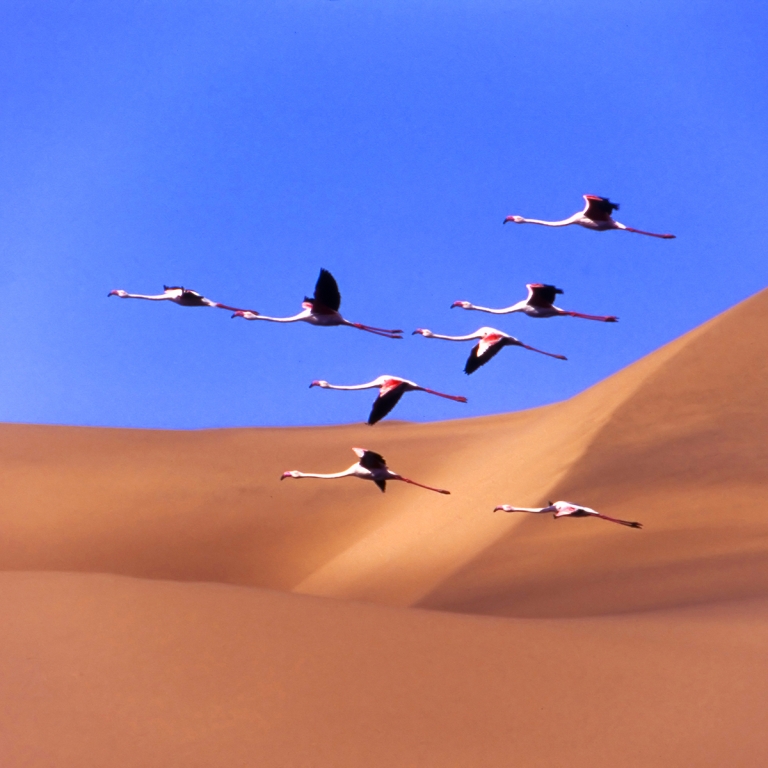 Beauté sauvage du désert du Namib. 300km.