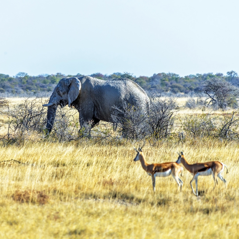 Paysages lunaires d’Etosha (435 km)