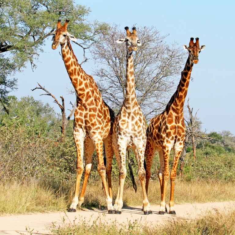 Journées entières de safari ( 134 km)