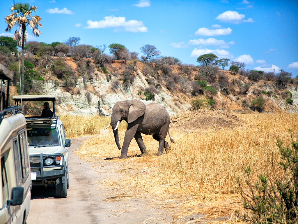 Sur les pistes du Tarangire