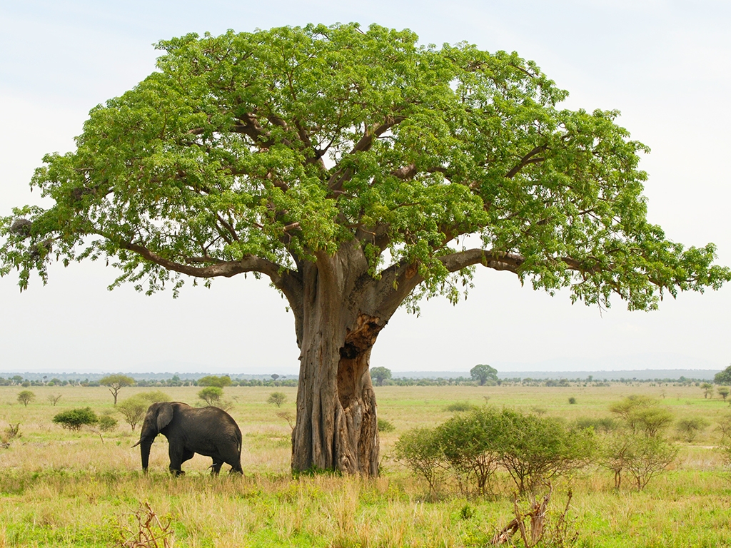 Au bord de la rivière Tarangire