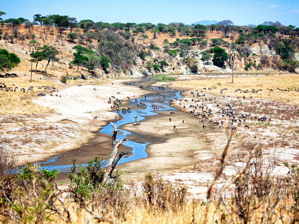 Au bord de la rivière Tarangire
