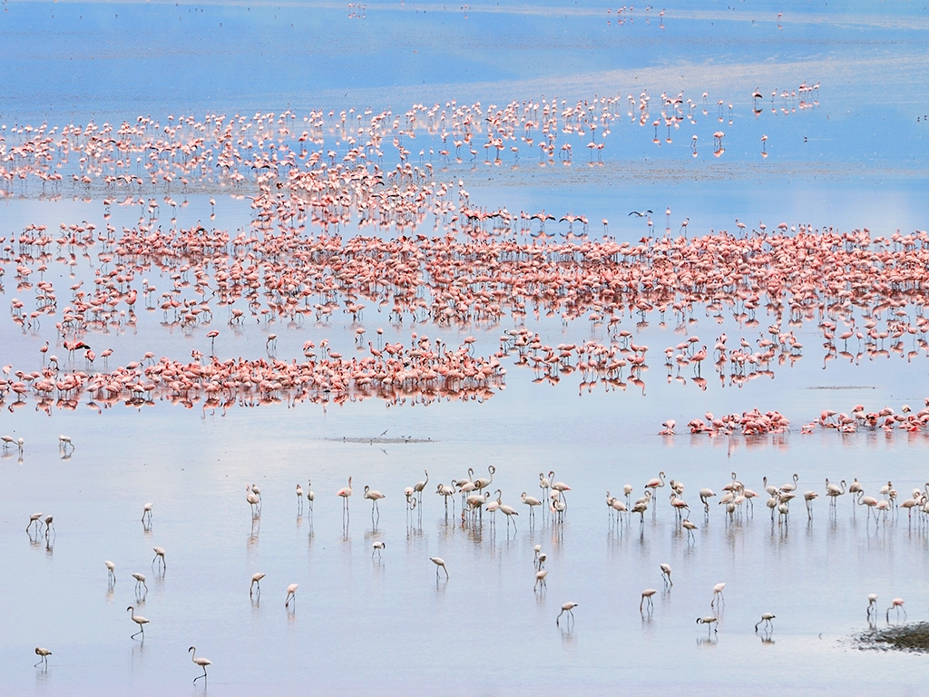 Faune et flore du Lac Manyara