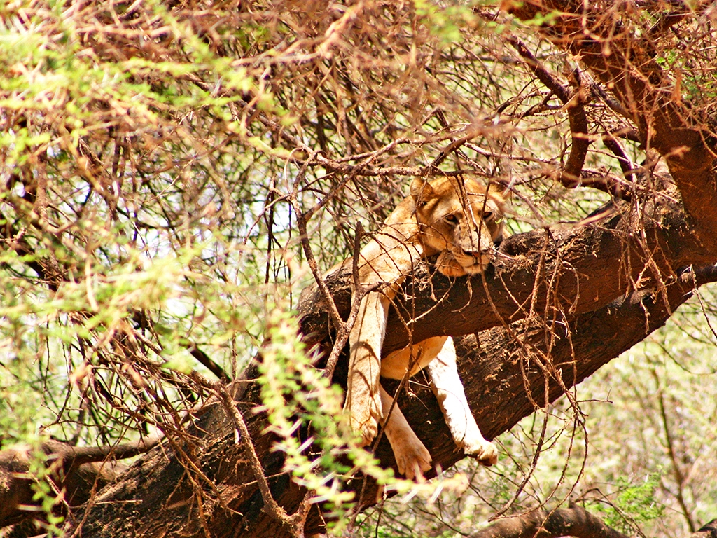 Faune et flore du Lac Manyara
