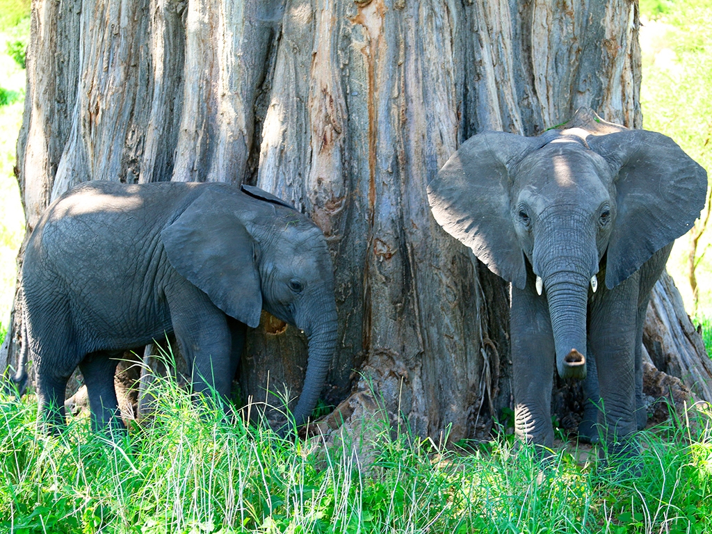 Immersion dans le merveilleux cratère Ngorongoro et rencontre avec les Masais