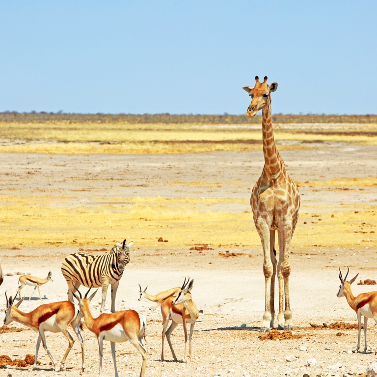 Paysages lunaires d’Etosha (280 km)