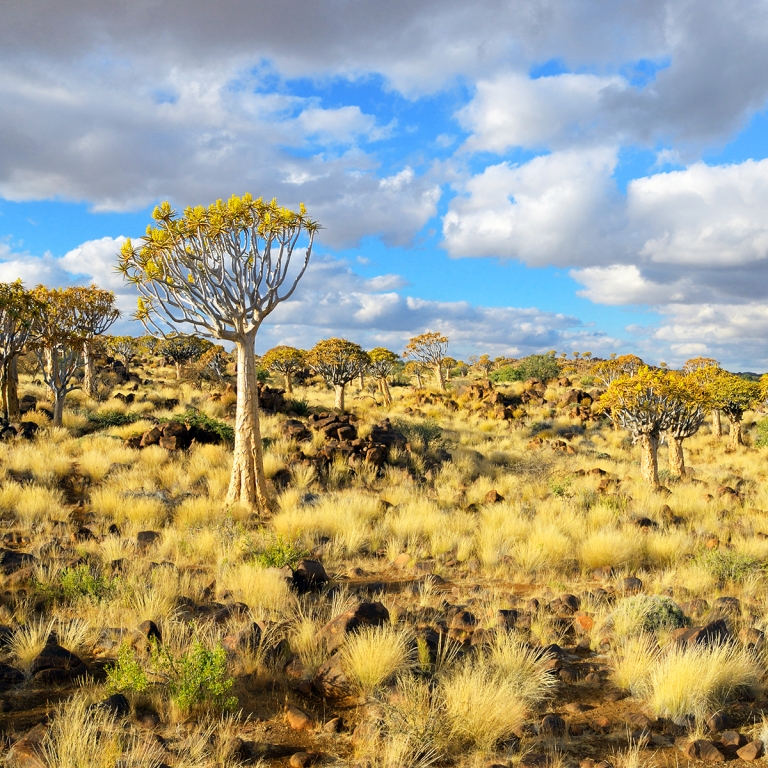 Insolite forêt de Kokerboom (480 km)