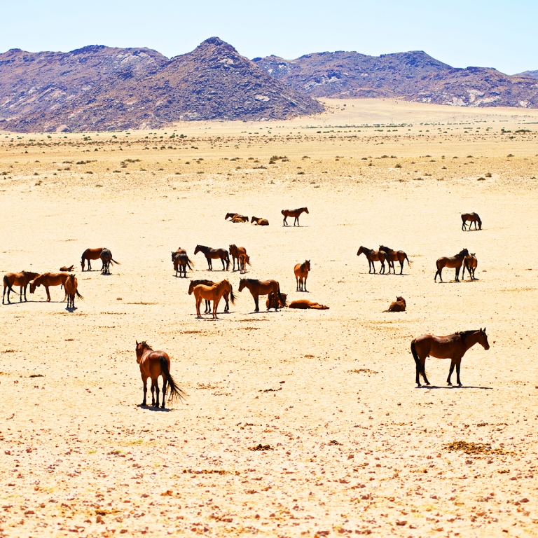 Le galop fascinant des chevaux sauvages (305 km)
