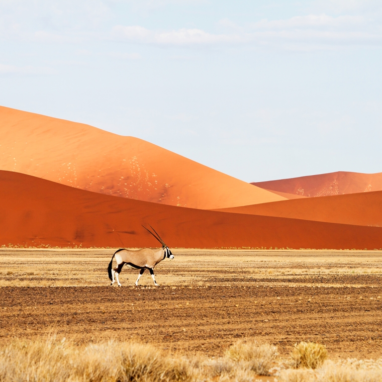 Immersion dans le Désert du Namib (340 km)