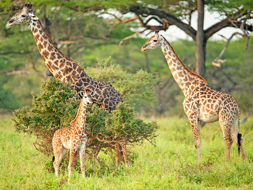 Au cœur de l’immensité du Serengeti