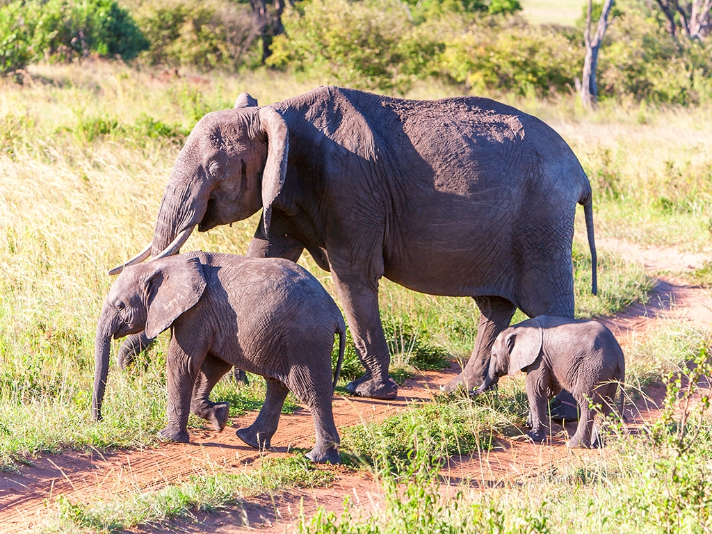 Safari en terre Masaï