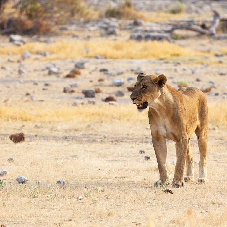 Lions et éléphants du désert !