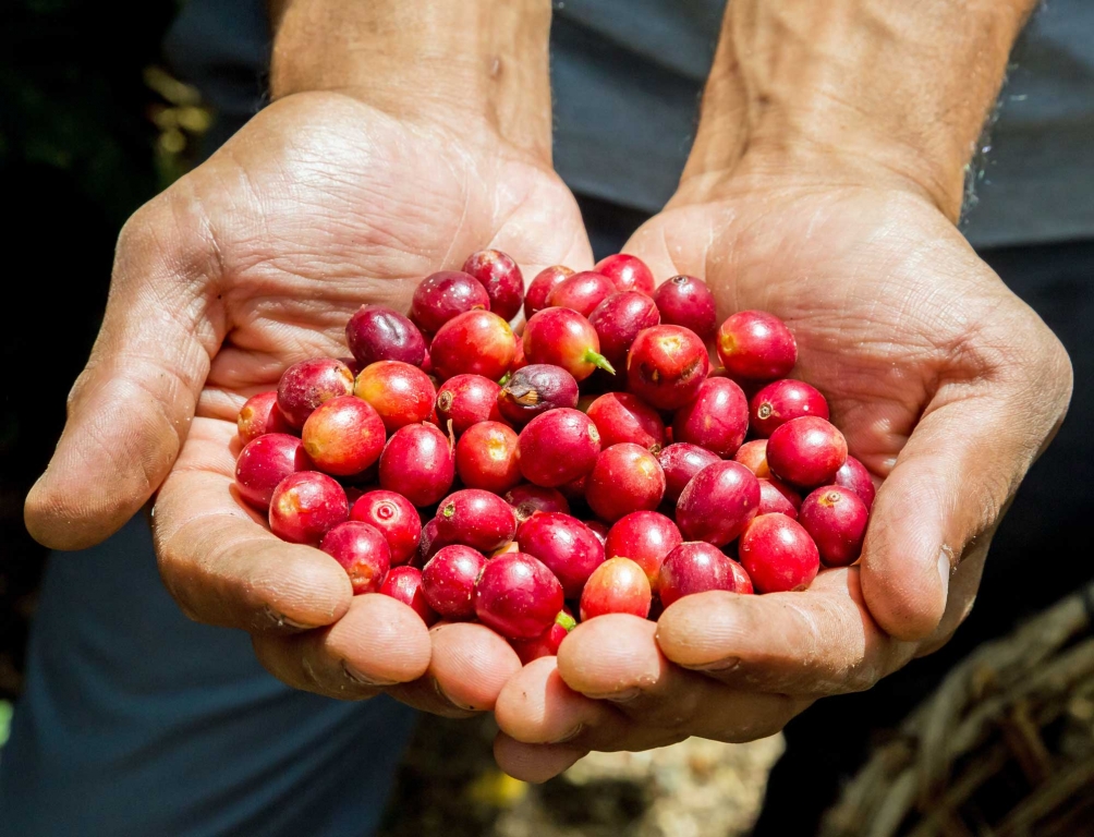 Plantation de café de Monteverde