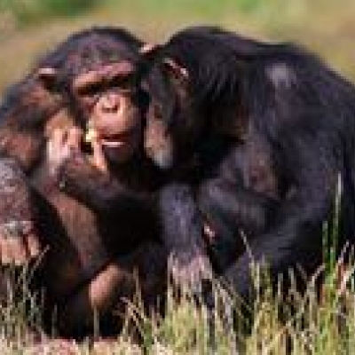 Visite de Chimpanzee Eden-Institut Jane Goodall à Nelspruit