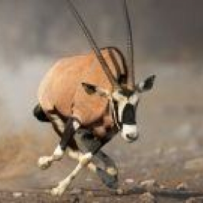 Deux activités par jour proposées par le lodge (Central Kalahari et Makgadikgadi Pans)