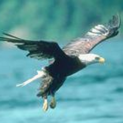 Observation des baleines et aigles en mer d’Okhotsk