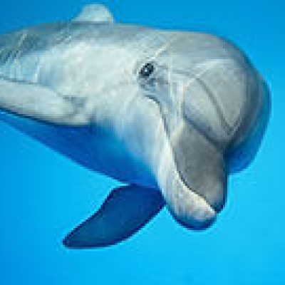 A la rencontre des dauphins et de la baleine bleue