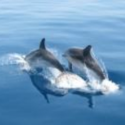 A la rencontre des dauphins - Archipel de Zanzibar