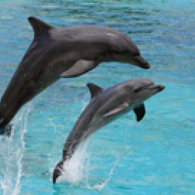 Une croisière avec les dauphins et l’excursion à Sandwich Harbour en 4x4