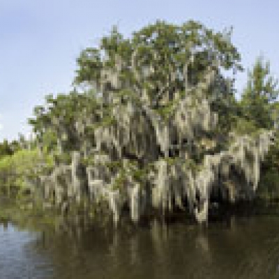 Tour des Bayous et marais du bassin de l’Atchafalaya