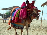 Vache sacrée - circuit Rajasthan, Inde 