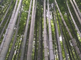 foret bamboo kyoto