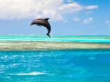 dauphins morea